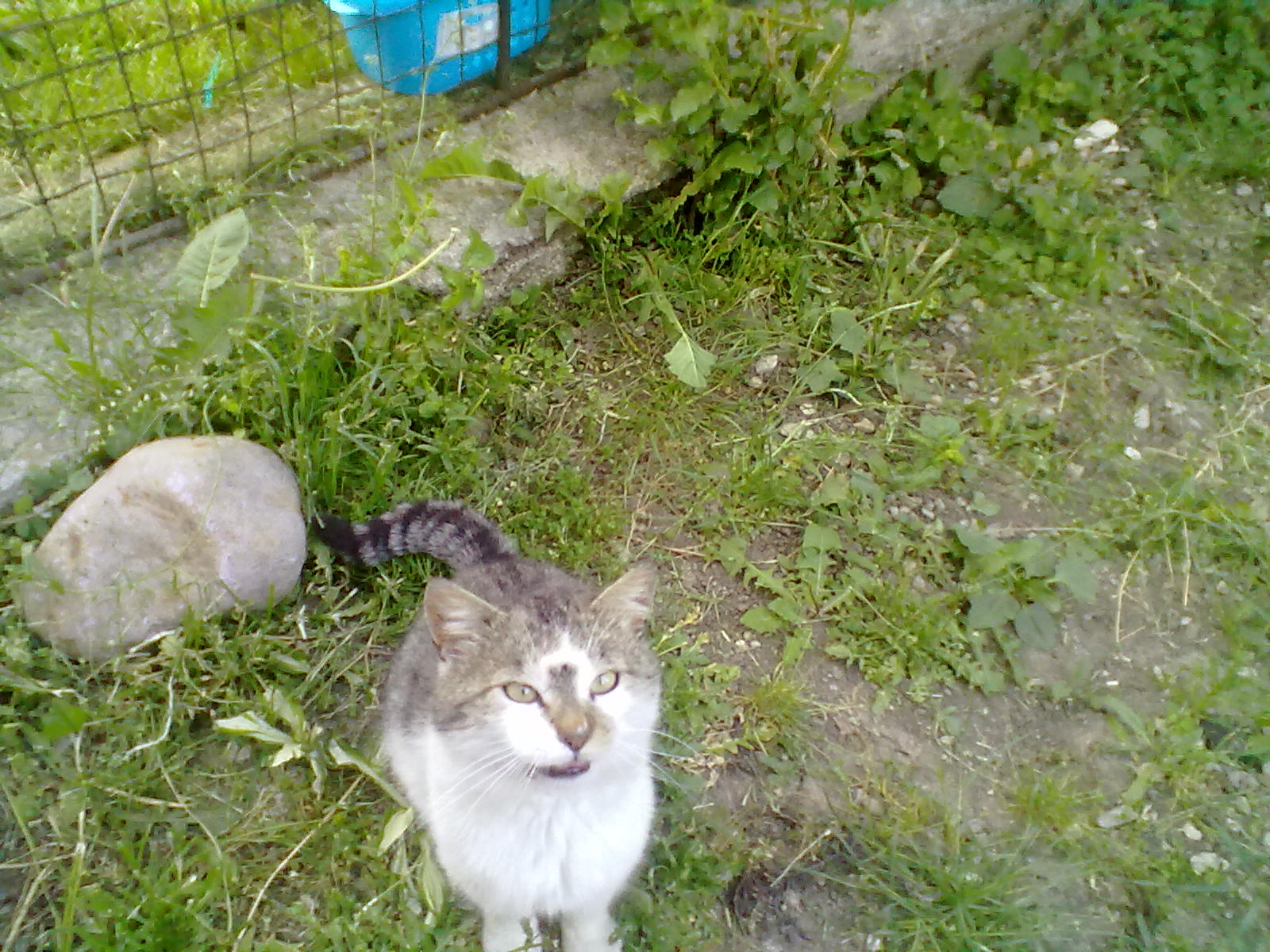Moj Murko